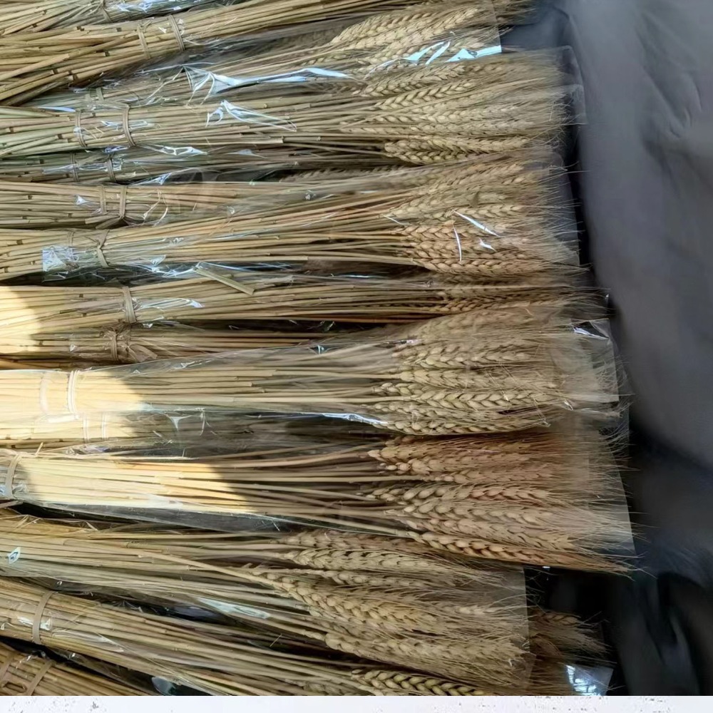 Eucalyptus Preserved - 50pcs Artificial Flower Natural Dried Wheat