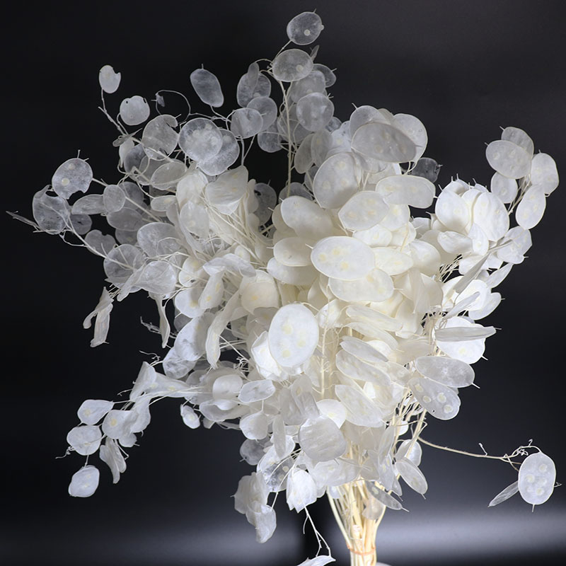 Eucalyptus Preserved - Preserved Lunaria Flowers for Wedding Arrangement,Eucalyptus