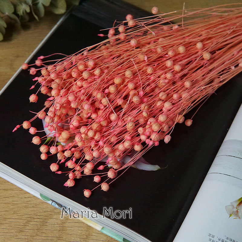 35g/Preserved Ormosia Hosiei N - Eucalyptus Preserved review and price