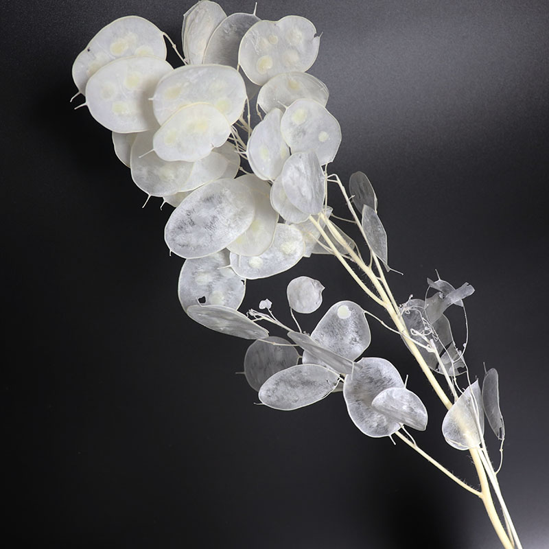 Preserved Lunaria Flowers for  - Eucalyptus Preserved review and price